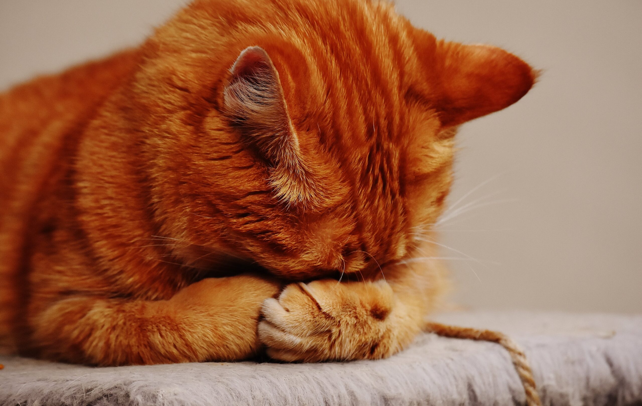 Gatto Che Appoggia La Testa Sul Padrone