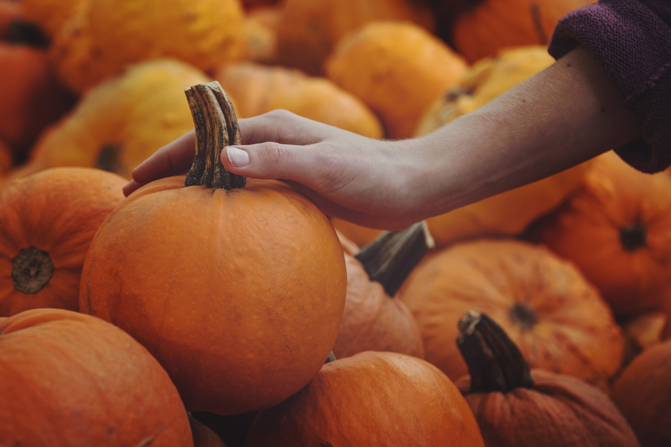 Come Conservare La Zucca A Lungo Proiezioni Di Borsa