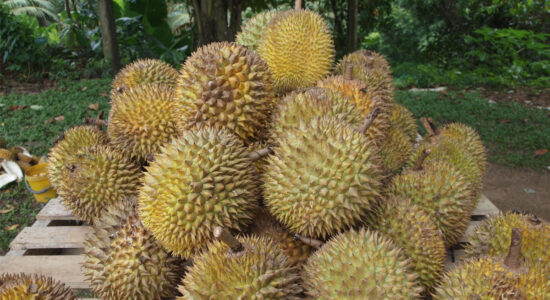 frutto durian