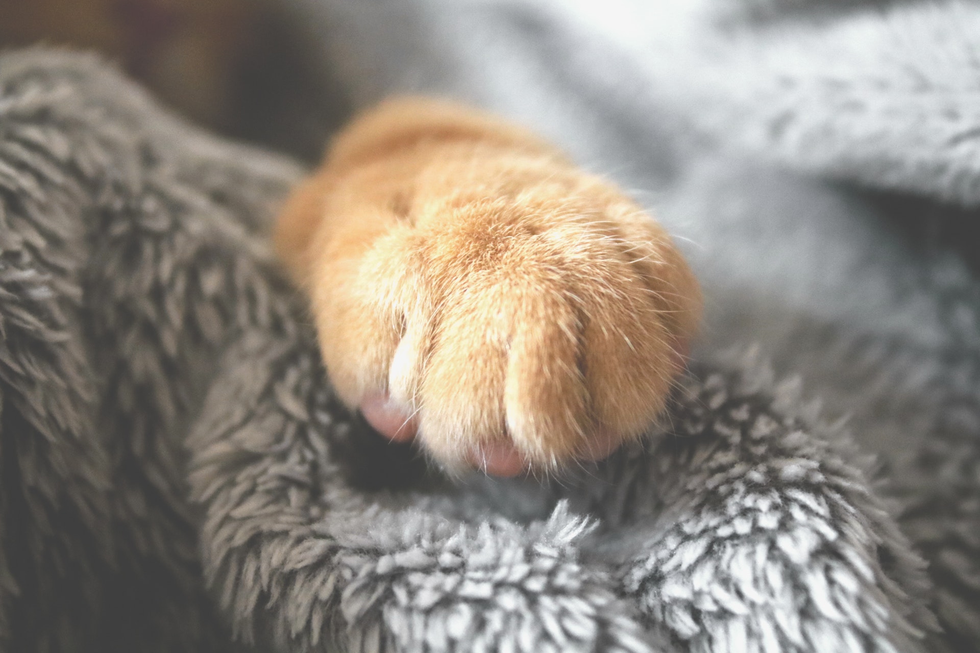 Questa razza di gatto tra le più affettuose al Mondo è simile al cane e stupisce per le sue Questa razza di gatto tra le più affettuose al Mondo è simile al cane e stupisce per le sue