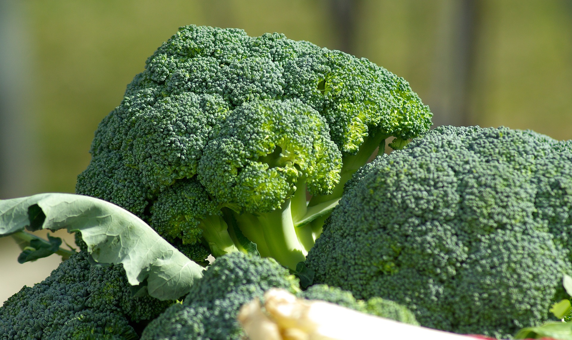 Este es exactamente el vegetal que es capaz de contrarrestar y prevenir el desarrollo de tumores.