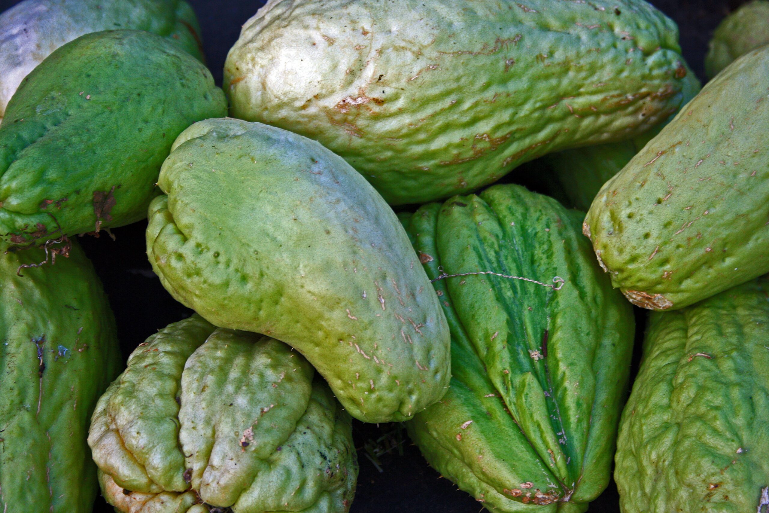 Scoprire E Cucinare Una Zucchina Molto Particolare Con Pochissime Calorie E Un Sapore Meraviglioso Proiezioni Di Borsa