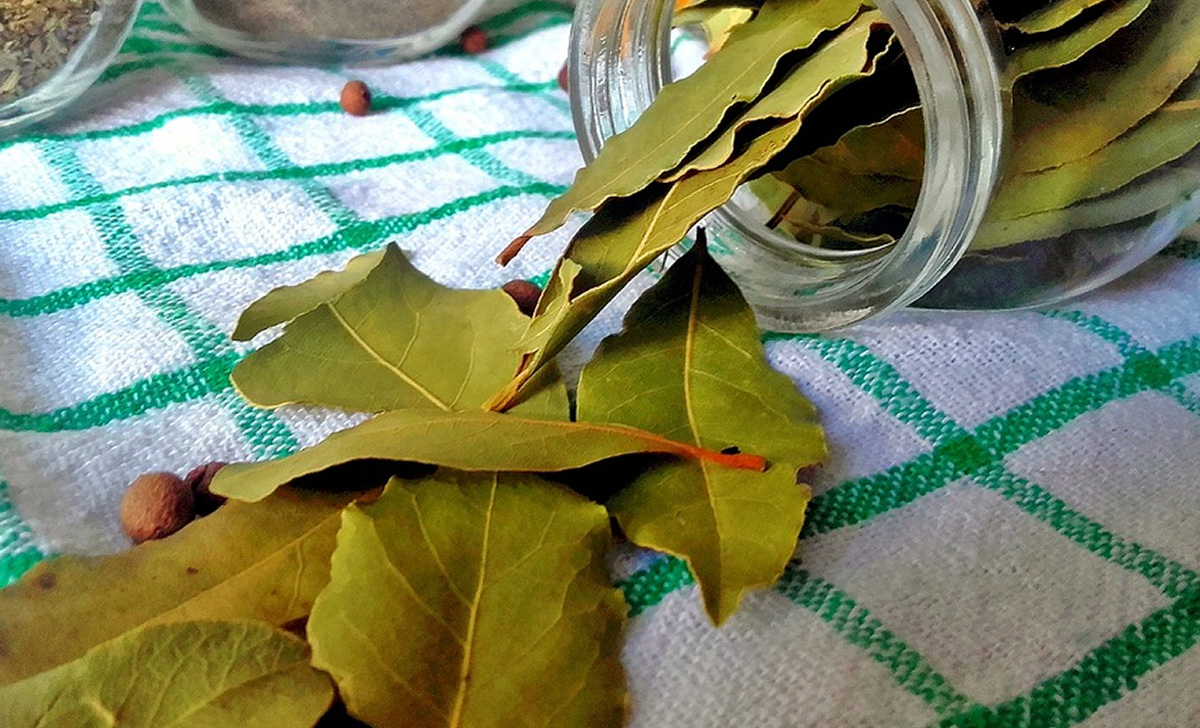 Es por eso que nadie puede evitar quemar hojas de laurel en casa.
