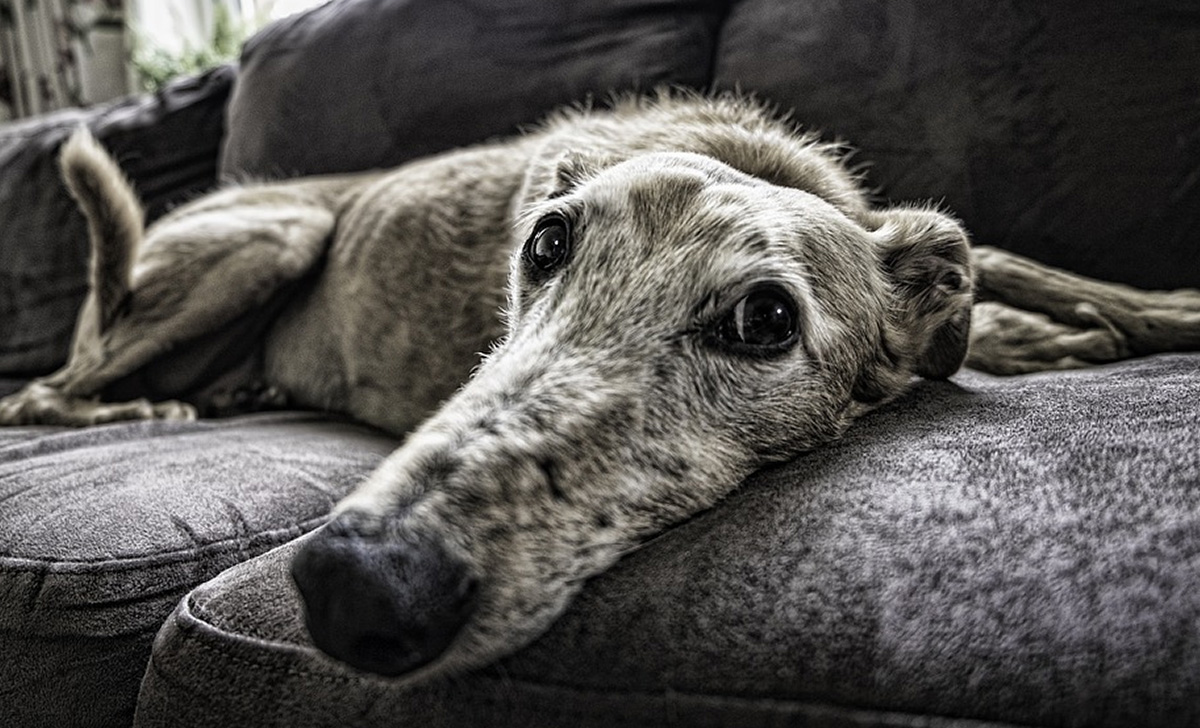 Cane Morto Per Ossa Di Pollo