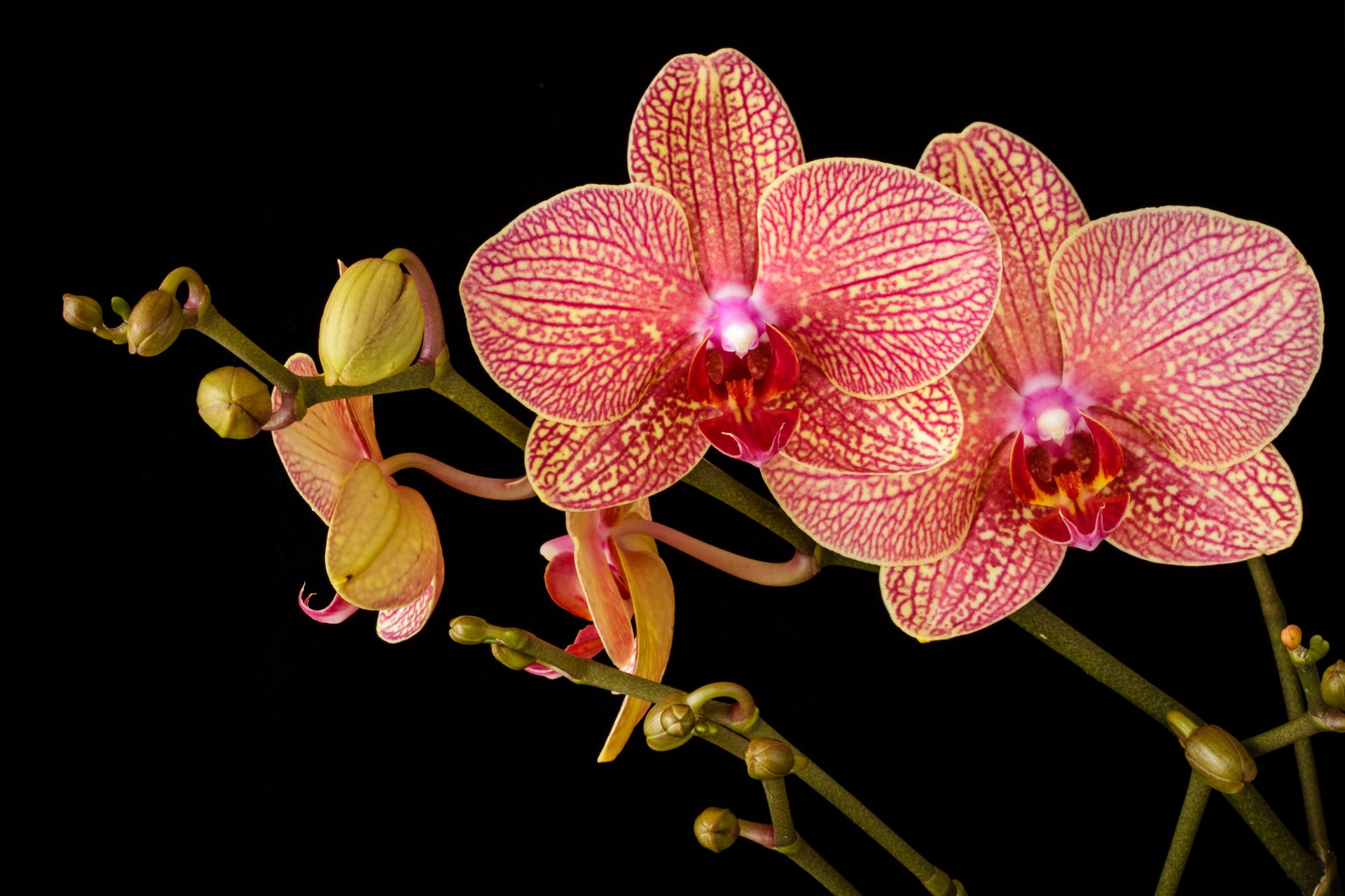Las orquídeas morirán por este estúpido error que casi todo el mundo comete