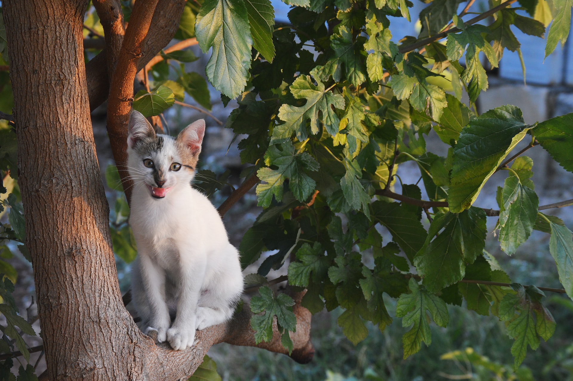 Cosa Vuol Dire Quando Il Gatto Scodinzola
