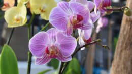 orchidee