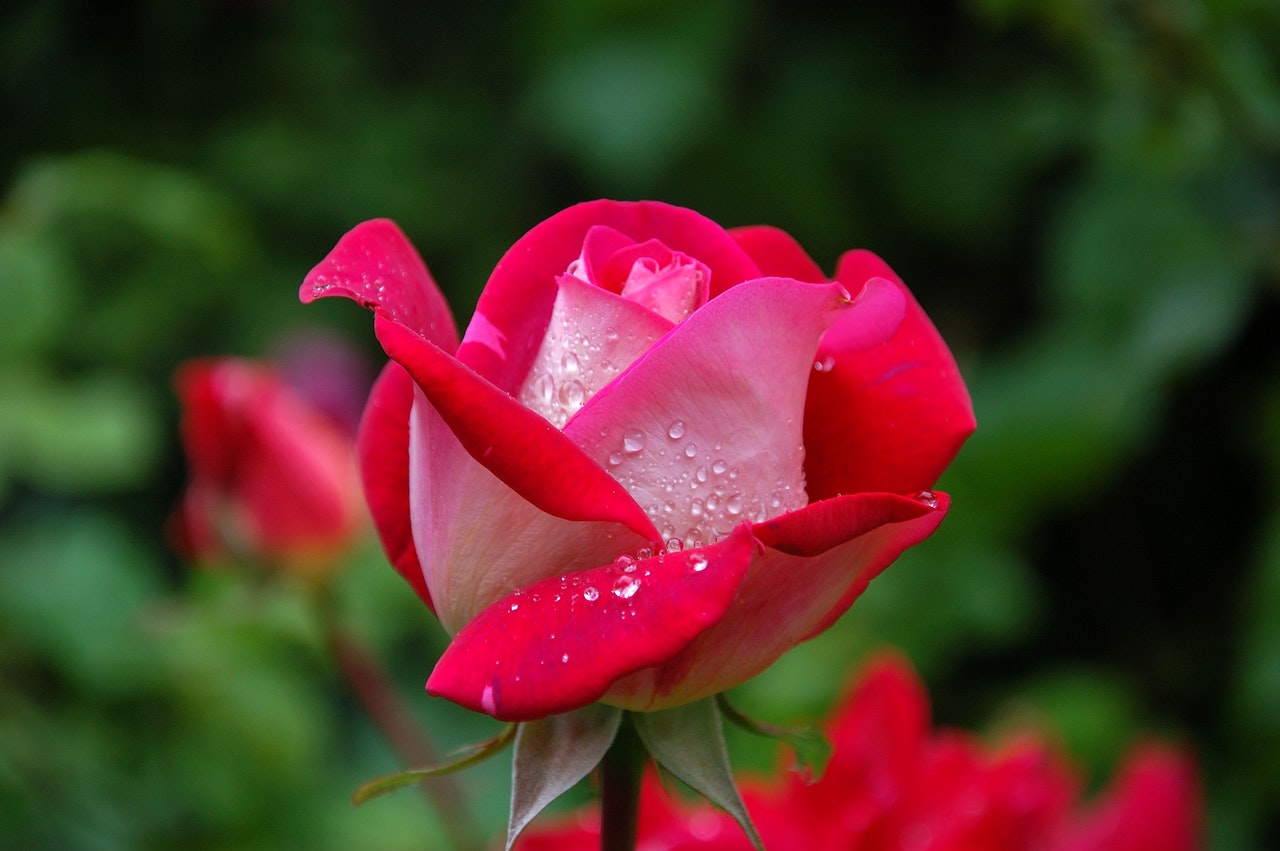 Come fare la talea di rosa anche recisa in inverno senza acqua né patata
