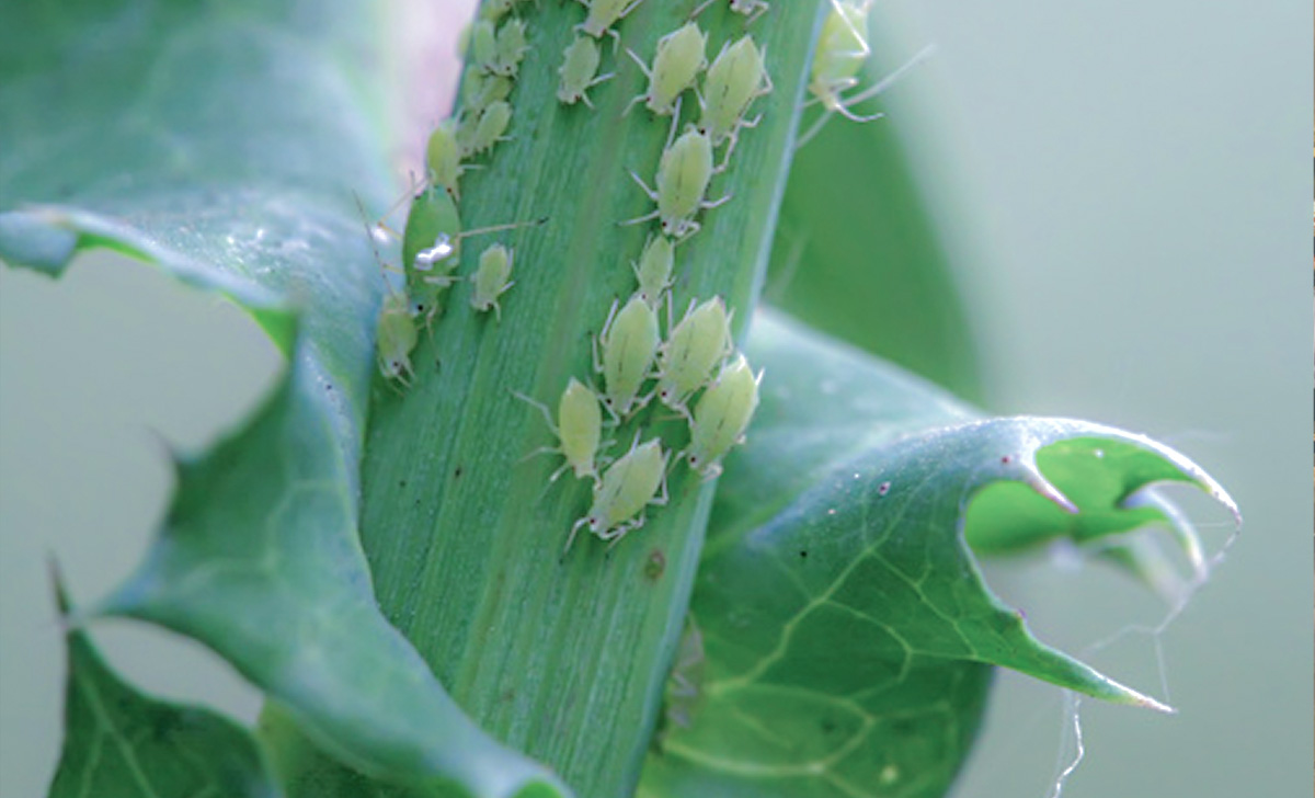 Chega de pulgões atacando plantas e flores com este truque natural simples que os manterá afastados para sempre