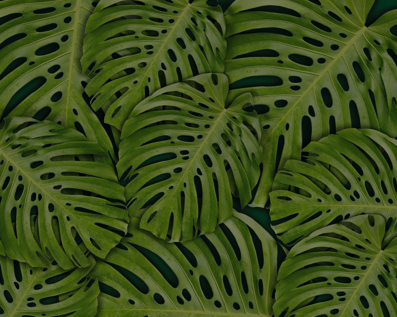 Atención, la ciencia nos advierte que las plantas de la casa y el jardín nos están mirando