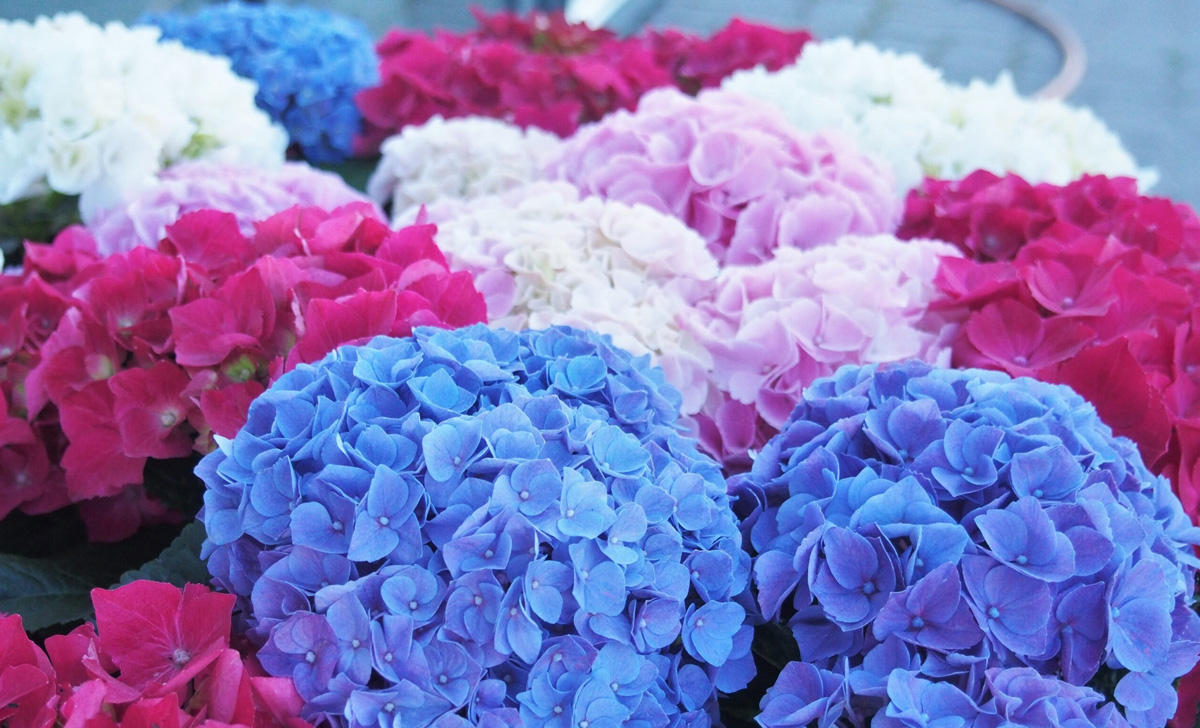 Para hortensias y geranios que siempre son saludables, hermosos y brillantes, nunca subestimes este acto tan cliché que muchos confunden sin saberlo.