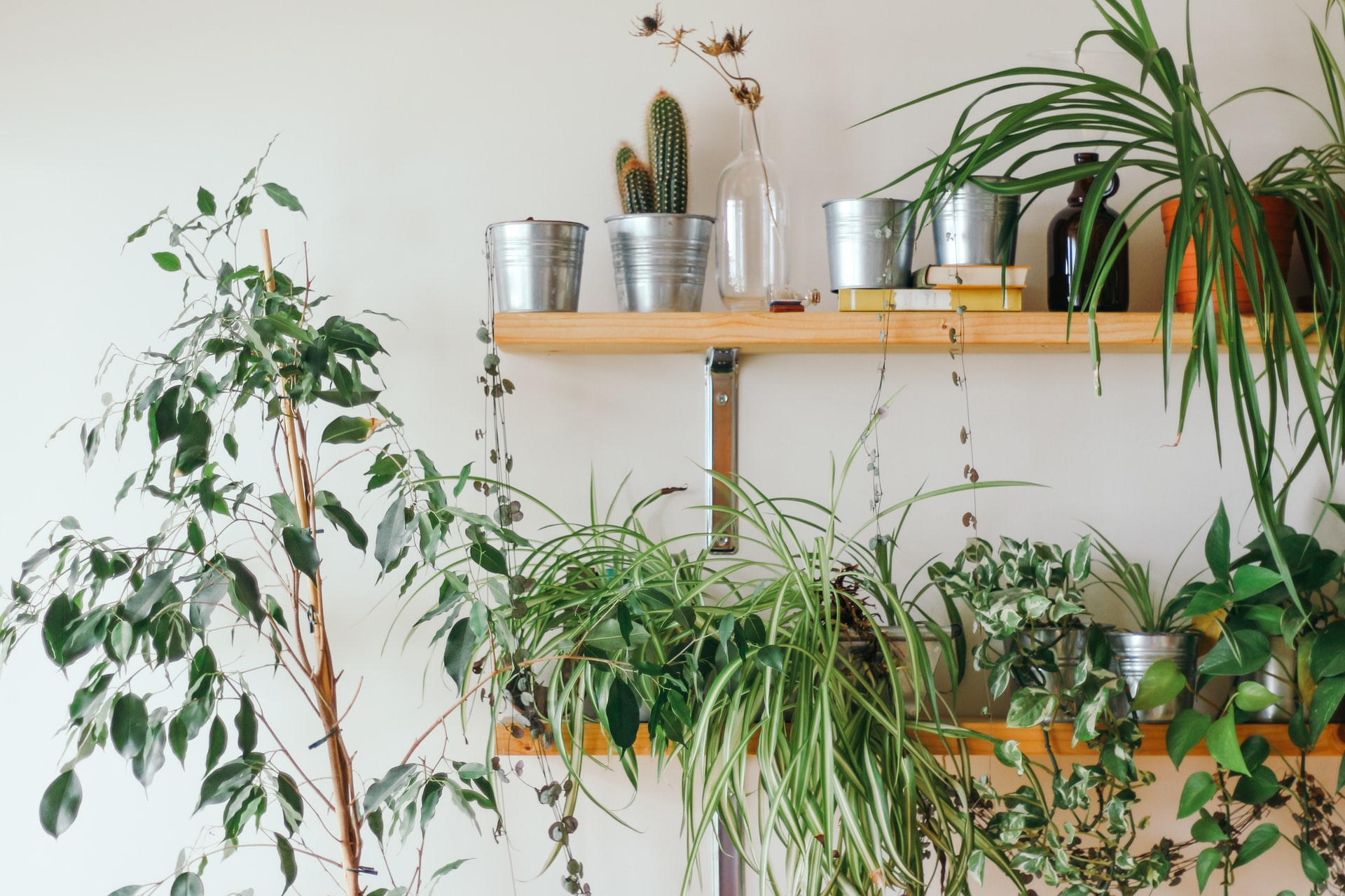Aquí hay una planta tropical refinada y elegante que puede promover la relajación y aliviar el estrés.