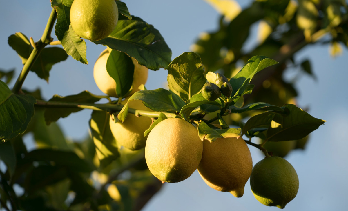 Un magico nutriente naturale per curare le nostre piante di limoni e ...