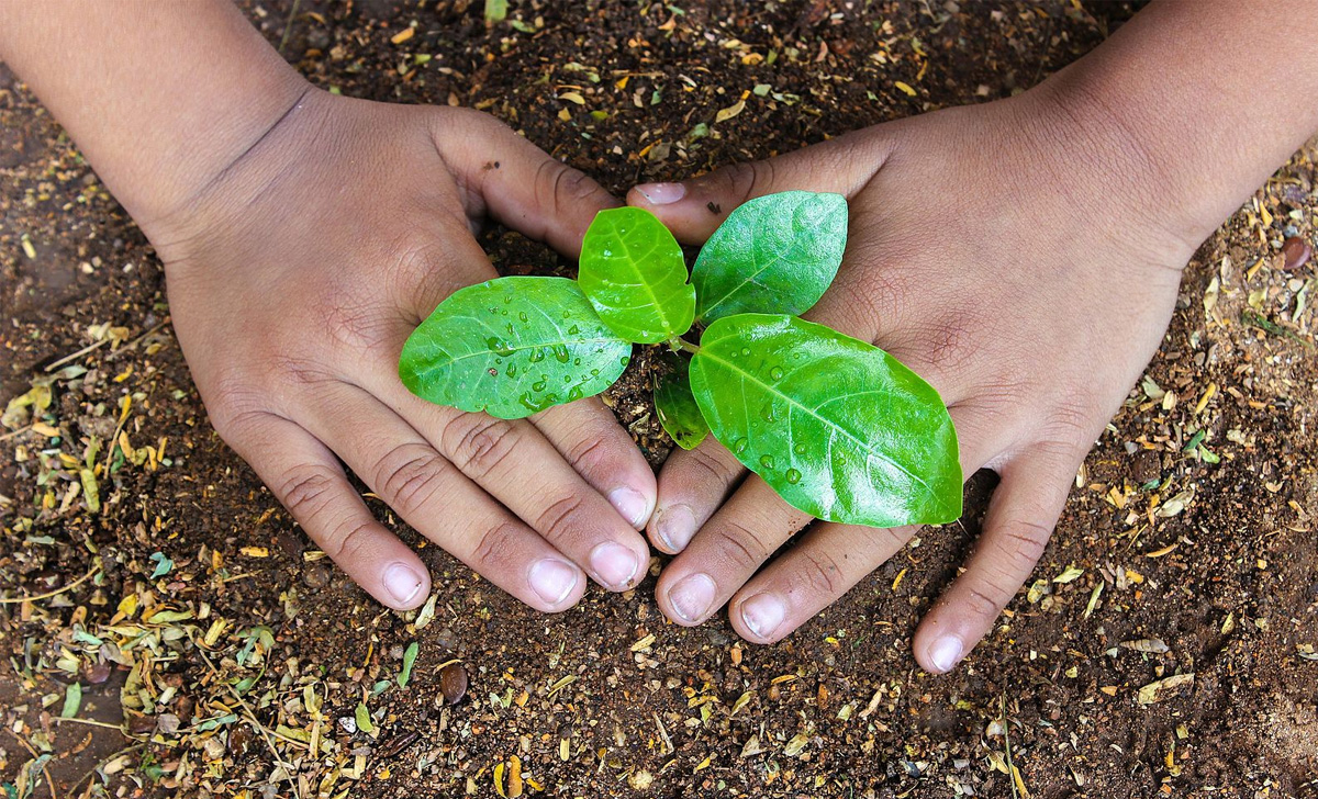Aquellos que quieran un balcón lleno de flores de colores deben plantar estos tres extraordinarios bulbos de inmediato.