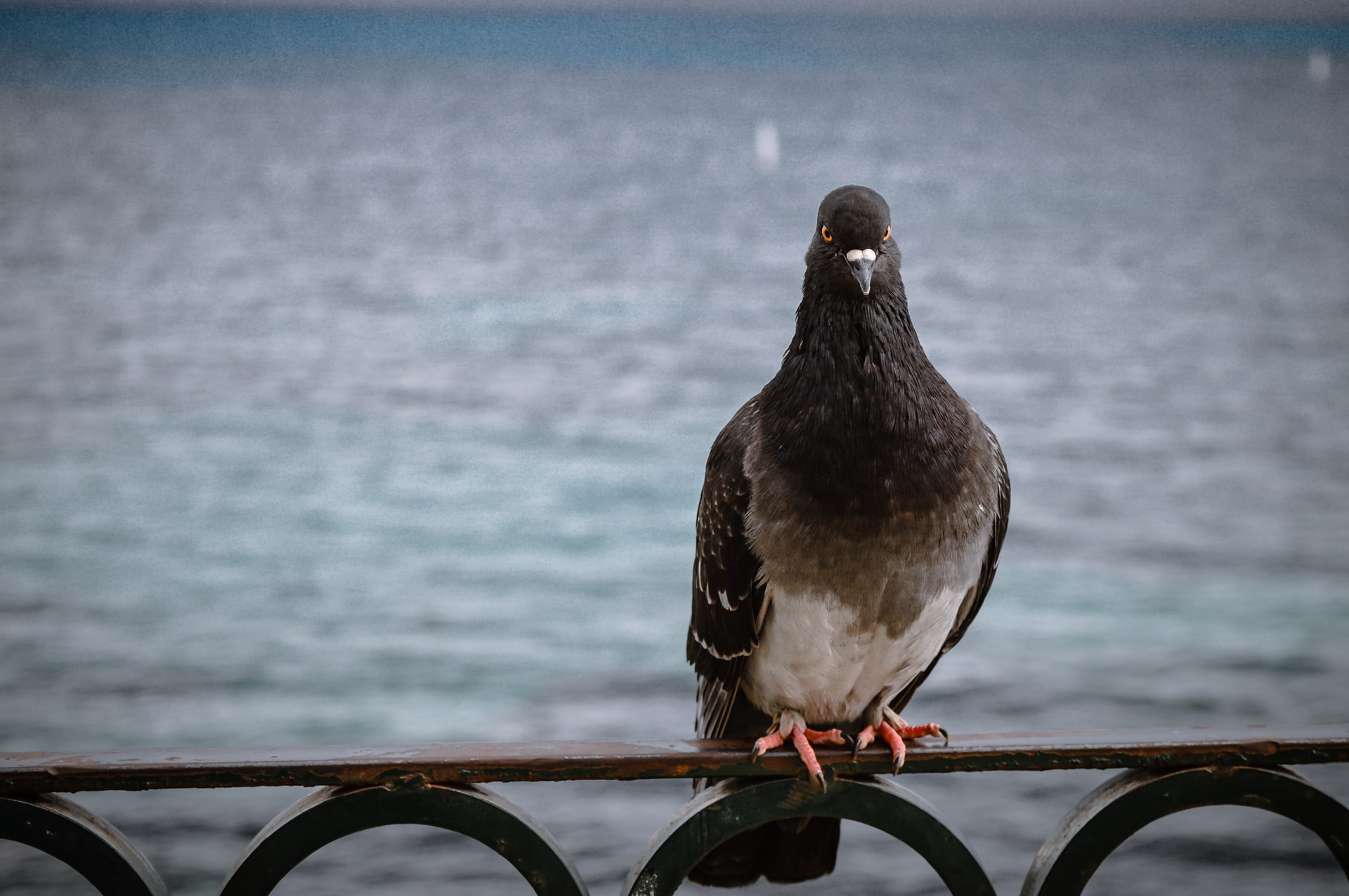 Come Rimuovere Una Volta Per Tutte Le Cacche Dei Piccioni Dal Balcone 
