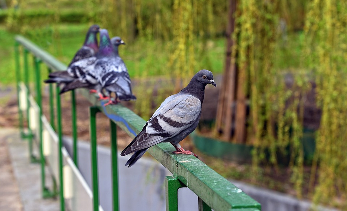 Allontanare dai nostri balconi i piccioni,