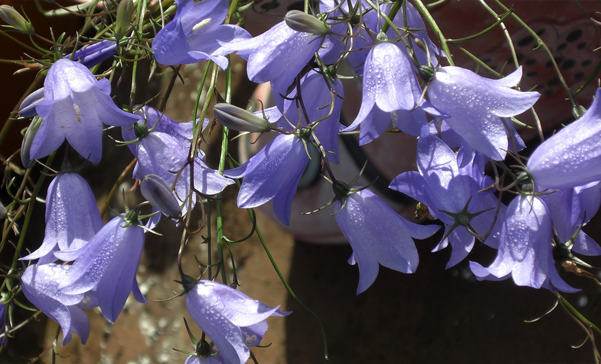 Aqui estão as flores para plantar agora para uma bela janela azul em 15 de  agosto