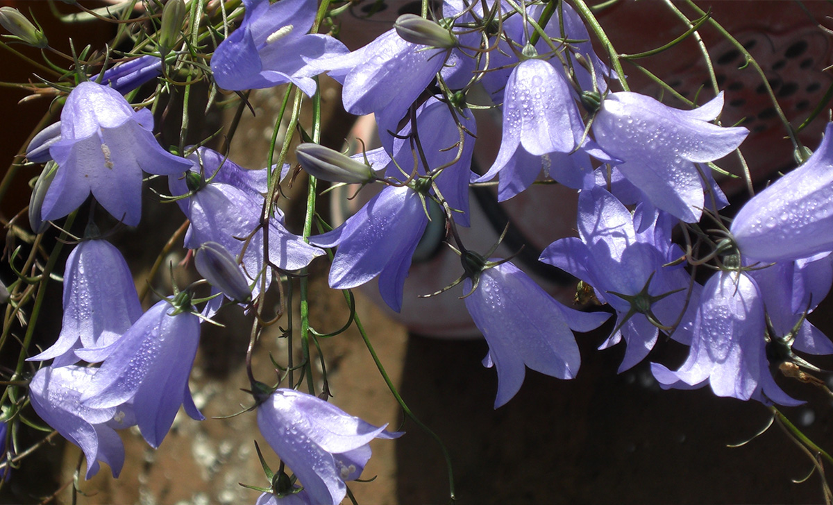 Aqui estão as flores para plantar agora para uma bela janela azul em 15 de agosto