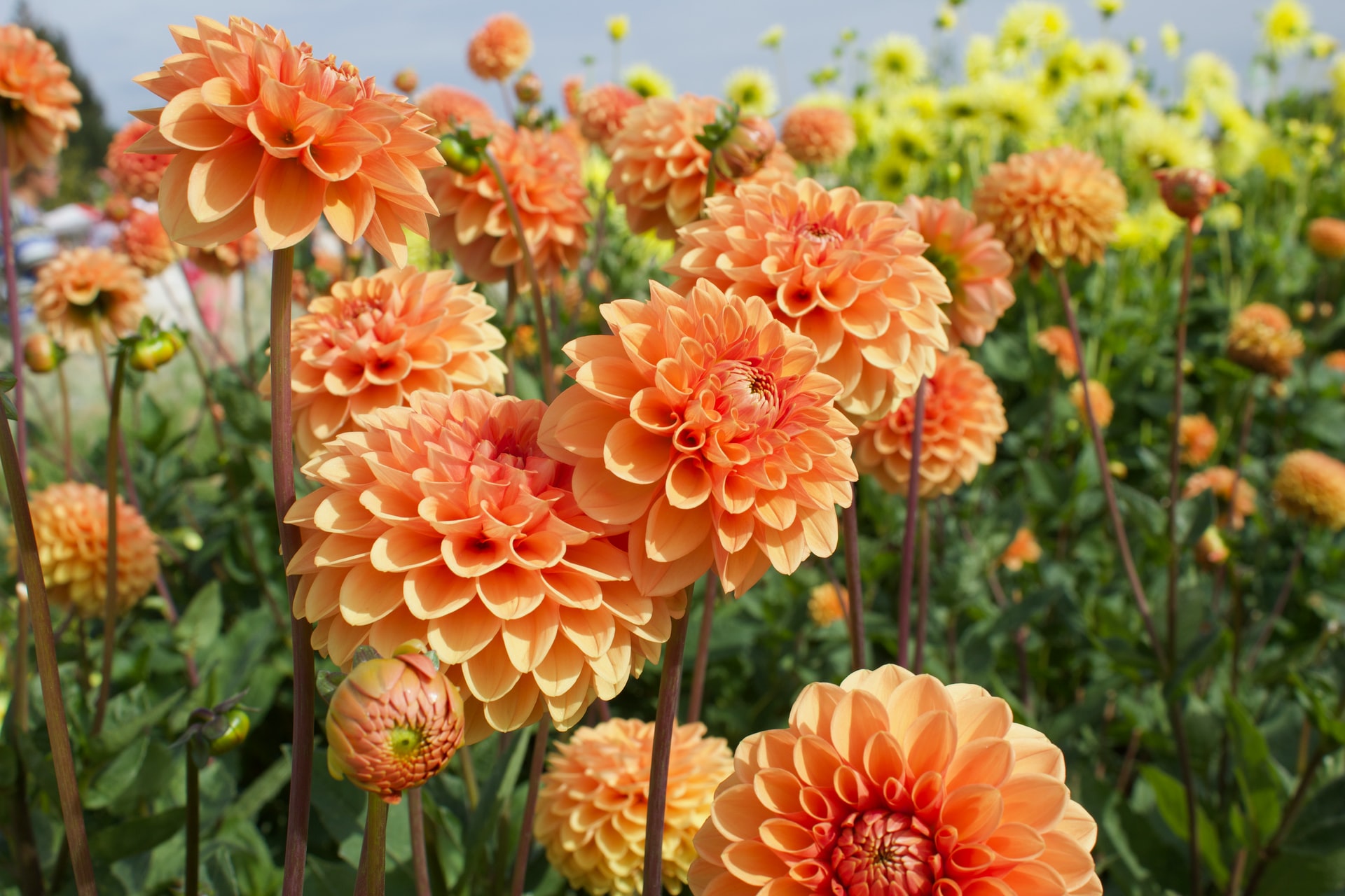 Para un balcón colorido y un jardín animado, necesitamos cultivar esta maravillosa, versátil y maravillosa planta.