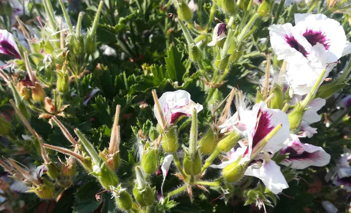 No todo el mundo sabe que durante este tiempo se pueden recolectar semillas de una planta muy querida en plena floración.