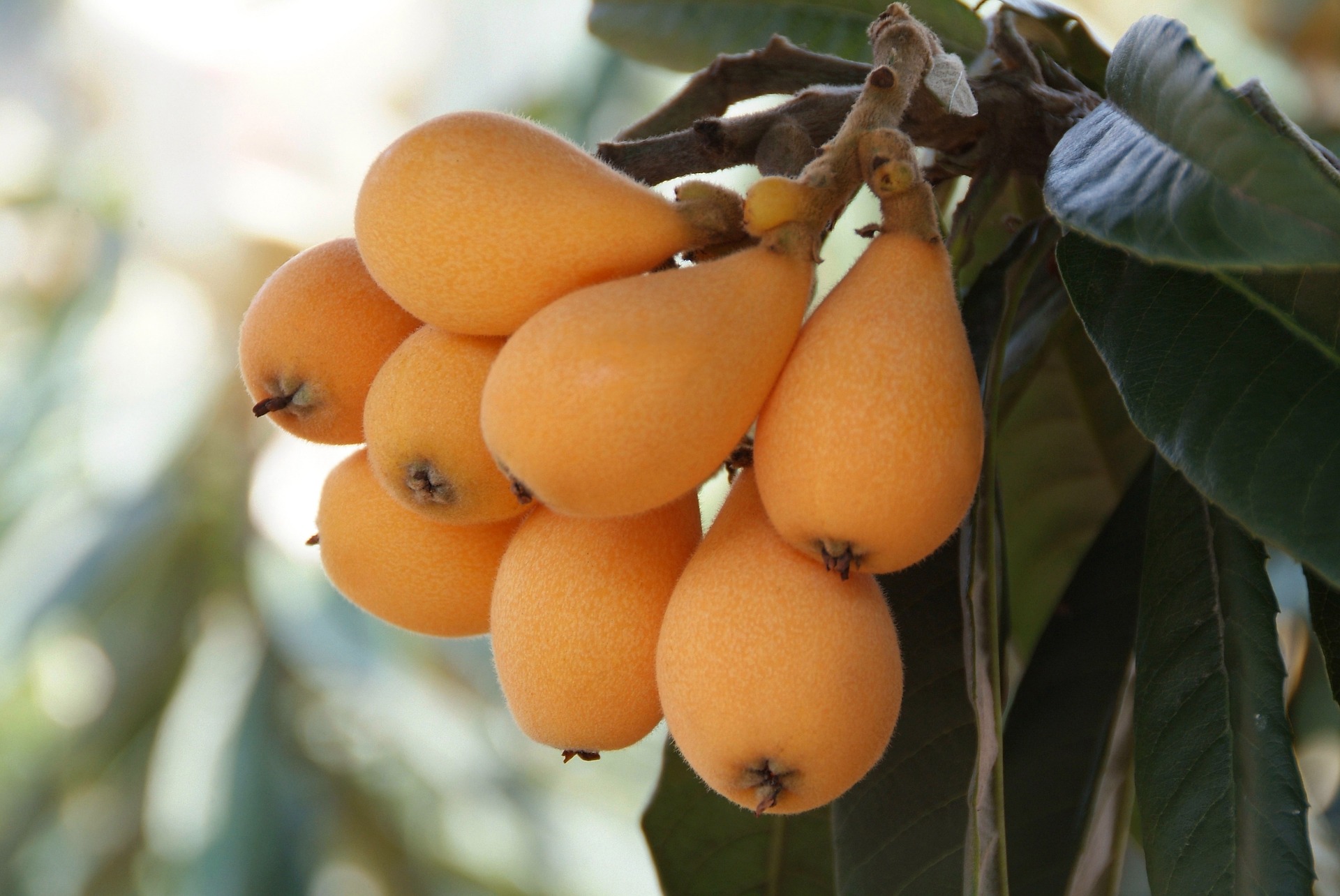 Una bebida sencilla elaborada con hojas de árbol ayuda a prevenir la diabetes según la tradición y algunos estudios