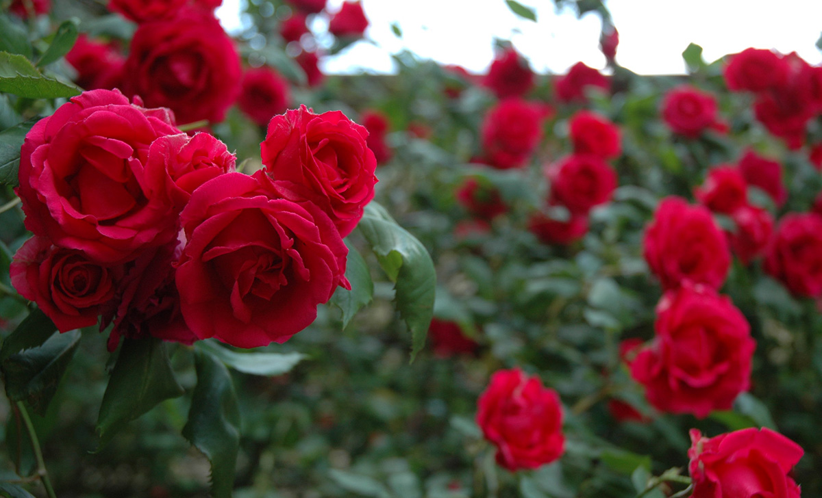 3 dicas para cuidar das rosas no verão e fazer com que cresçam bem
