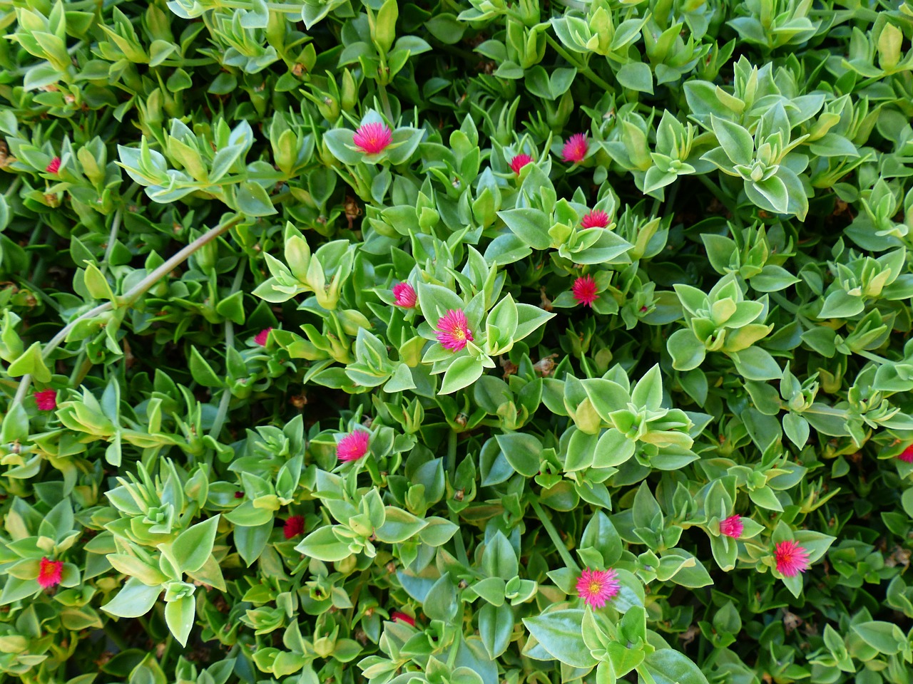 pianta dai fiori di diversi colori