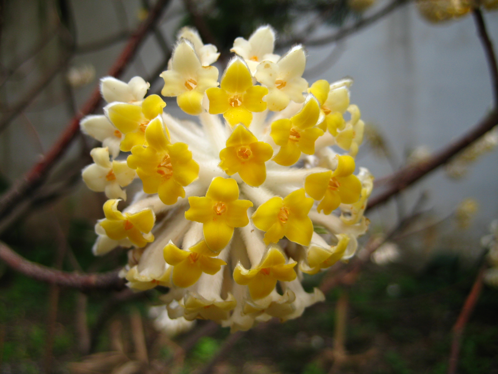 En septiembre, quienes no plantan estas flores resistentes a las heladas no saben qué perder