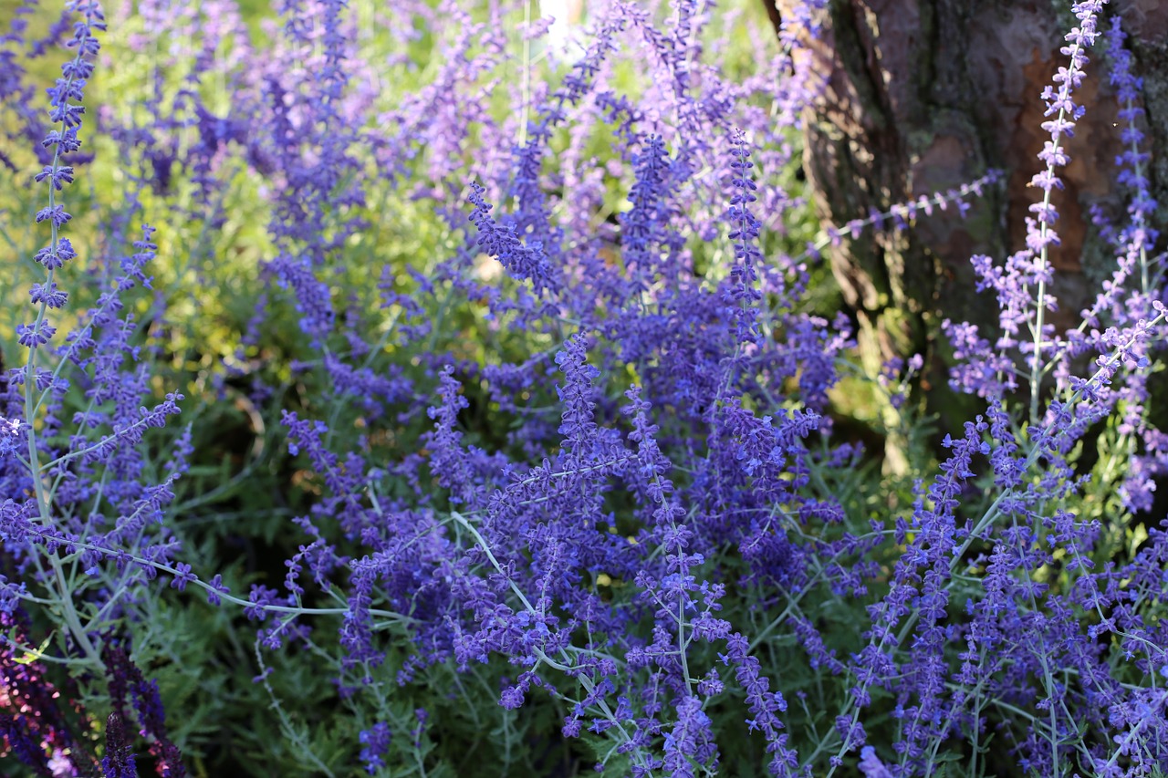 Aquí hay una planta ornamental que parece lavanda, pero huele a salvia.