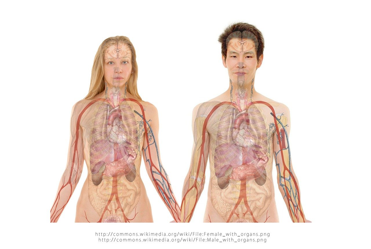 Increíble pero cierto, el cuerpo humano tiene dos mentes y la ciencia lo dice