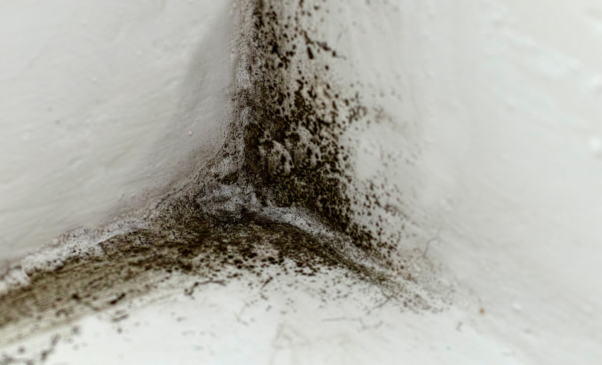 Además del bicarbonato de sodio, este maravilloso producto natural será suficiente para eliminar el moho de la casa.
