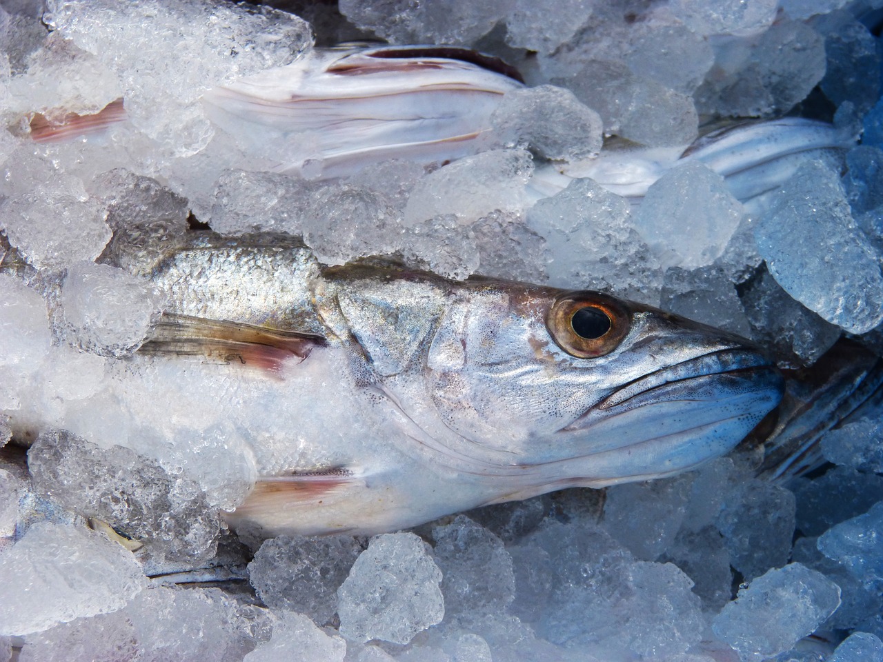 Ricco di vitamine e omega 3, il nasello cucinato in questo modo e non al  forno o in umido sarà più gustoso - Proiezioni di Borsa