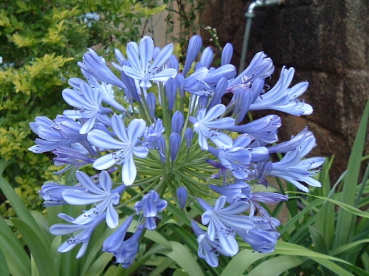 NUOVO agapanthus wembworthy blu pallido fiori buona giardino pianta perenne 