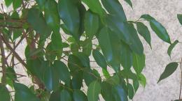 pianta di Ficus benjamin