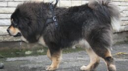 cane mastino tibetano